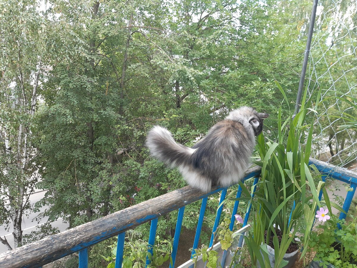 Кошка на охоте.