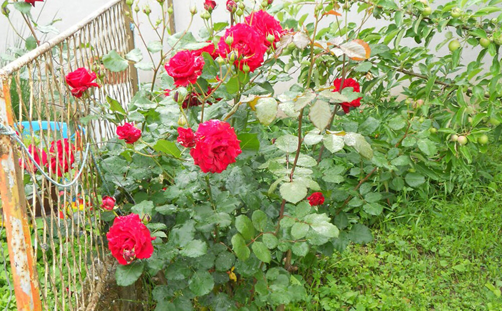 Вот мои розы