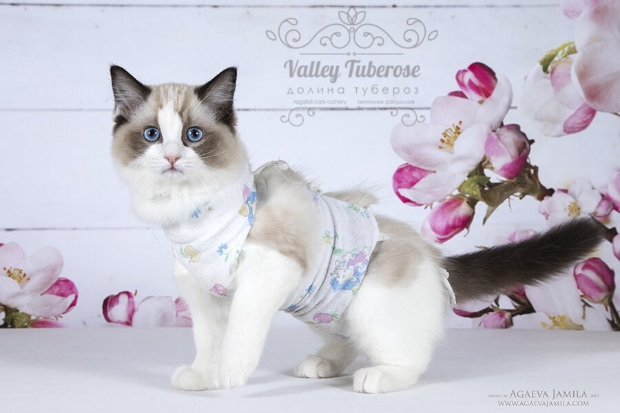 Кошка рэгдолл Karamelka Valley Tuberose  после стерилизации, в послеоперационной попоне