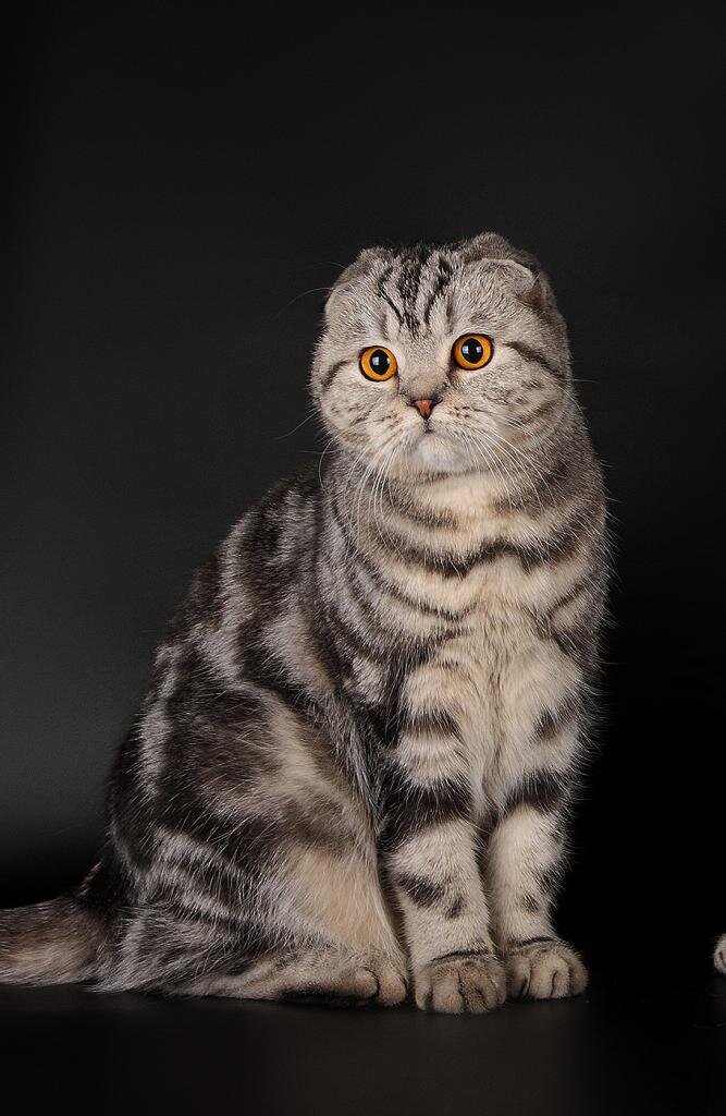 Как выглядят коты шотландской породы