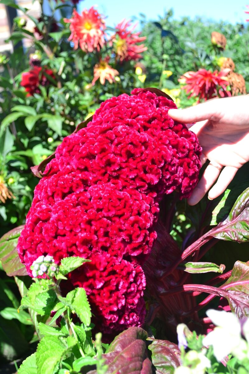 Целозия. Гребешок