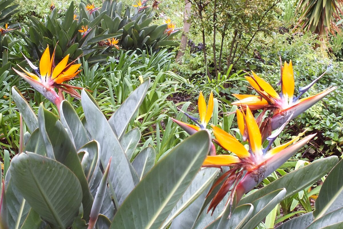 Остров Мадейра. Цветет стрелиция