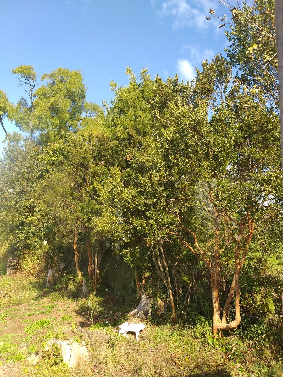 Вид из окна и кот Чуга