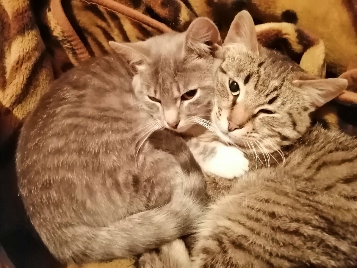 Мама соорудила им "гнездо" на диване из старого пледа. В качестве подушки положили сено 