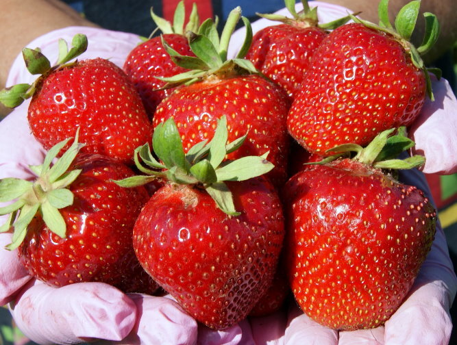 Джоли. Для тех, кто любит по-раньше.