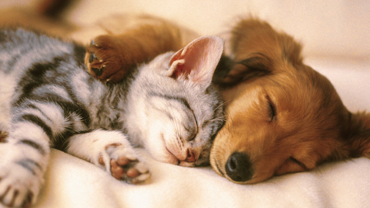 Самая милая причина поломки компьютера.