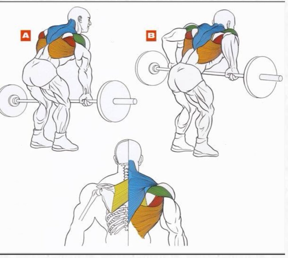 Как накачать спину в домашних мужчине. Прокачка широчайших мышц спины штангой. Упражнения для широчайшие мышцы со штангой. Тяга штанги в наклоне мышцы в работе. Как накачать спину с помощью штанги.