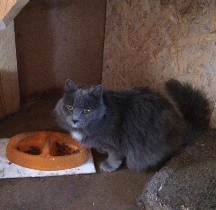 Любимое место Дымки - у миски))