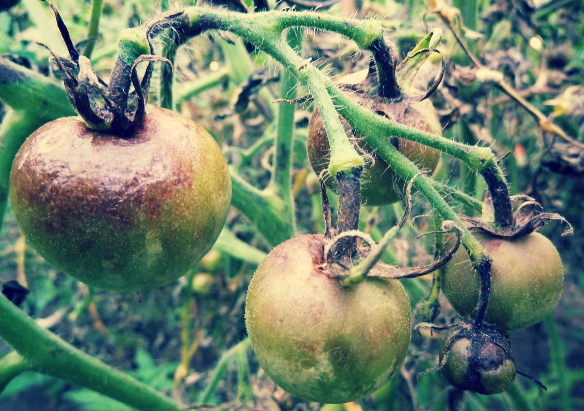 Фитофтора на томатах.