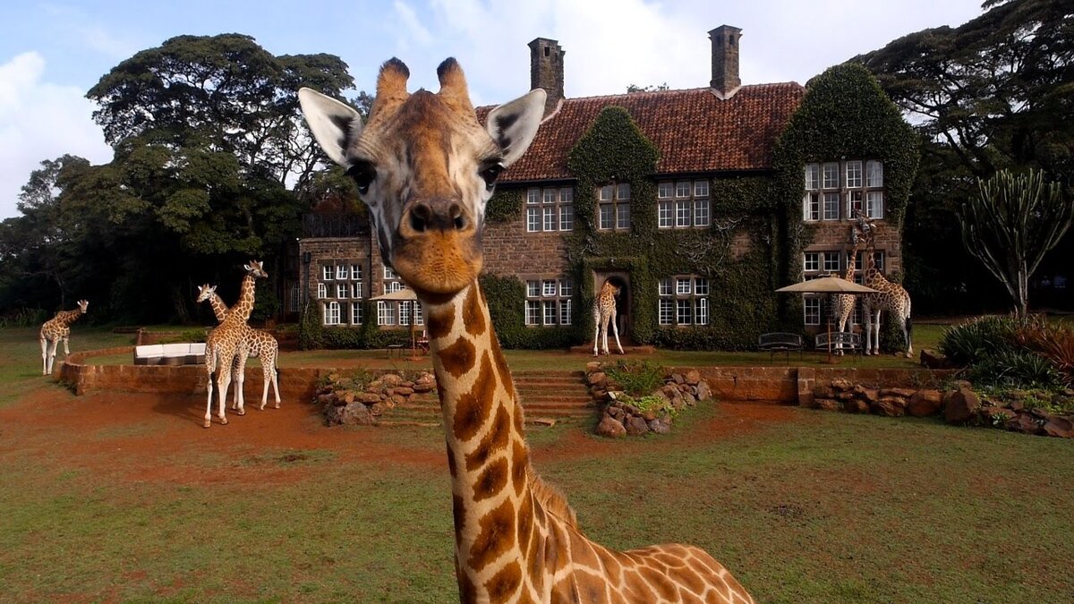 Яндекс картинки