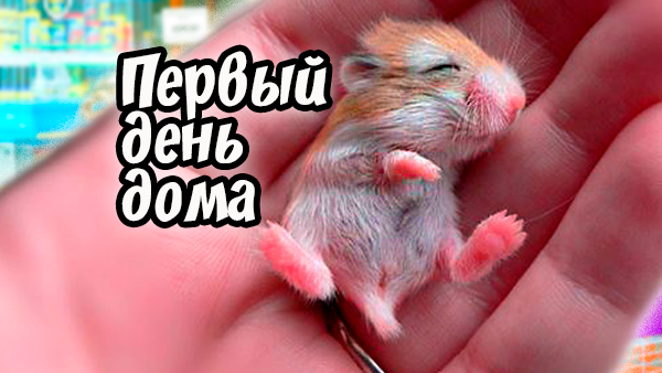 The Hamster Romulus Identify