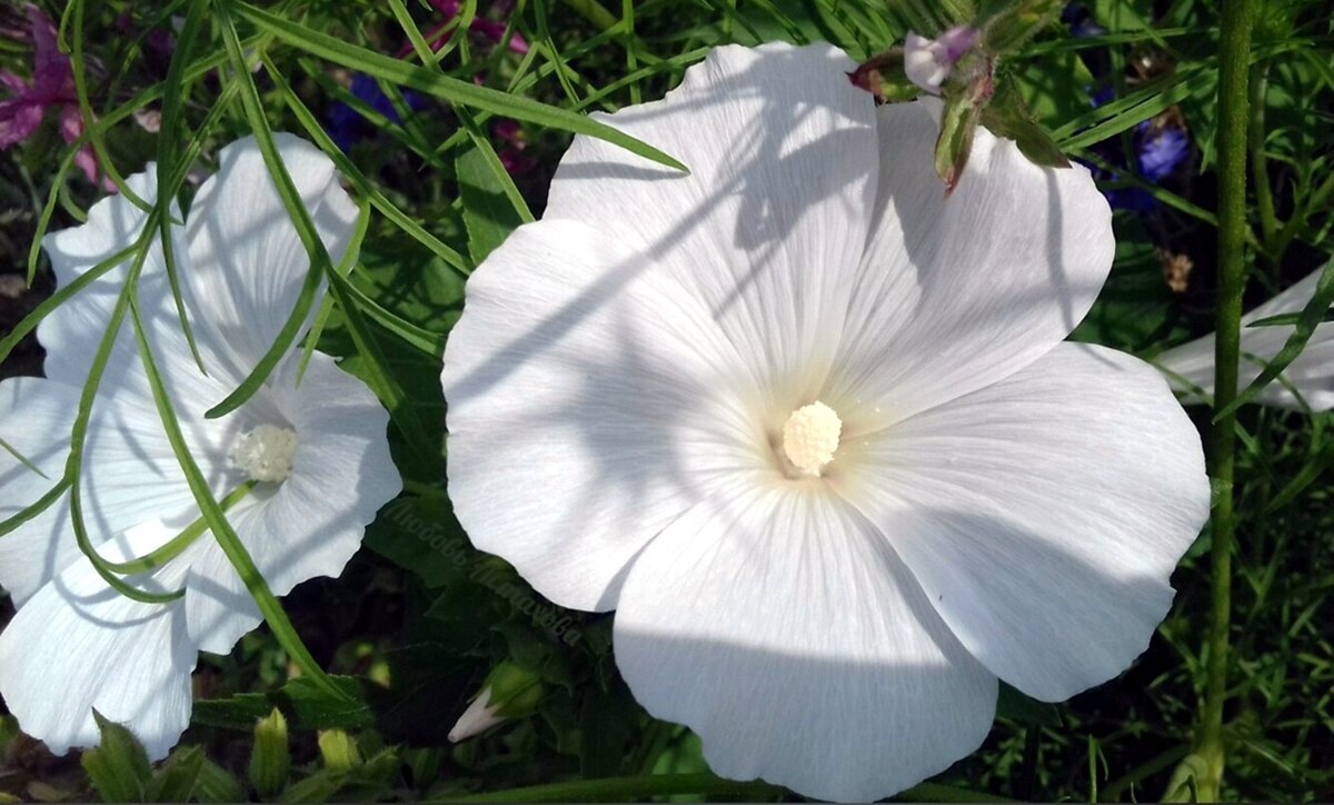 Каждое прошлое событие в нашей жизни наложило свой отпечаток на нашу настоящую жизнь. Когда мы в развивающихся событиях видим причину и понимаем откуда падает тень, то можем легко и без проблем решить поставленную задачу. В то время когда ищем причину в настоящем, то как правило ошибаемся, назначая виноватыми своих близких.