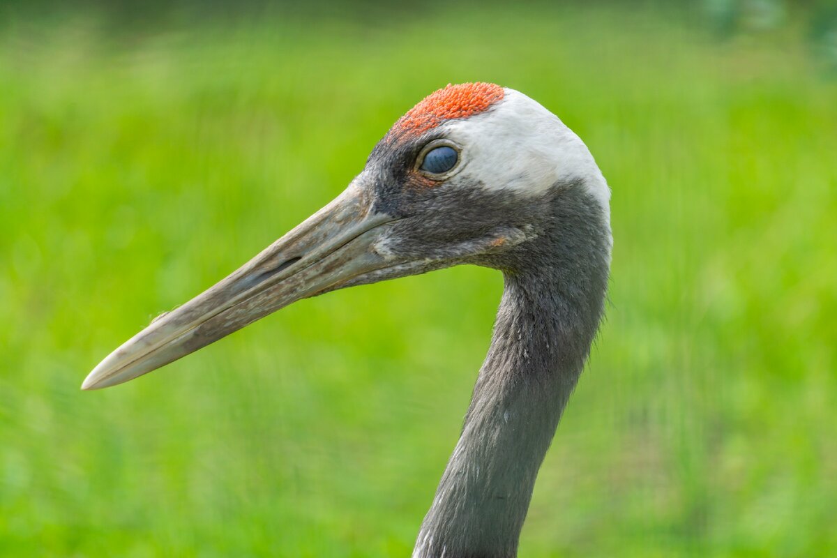 портрет журавля из теста (фото автора)