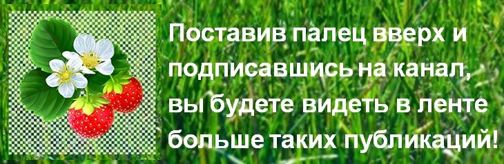 У меня не было хорошего места для зимнего хранения клубней георгинов: ни балкона, ни погреба. Нашла свой способ