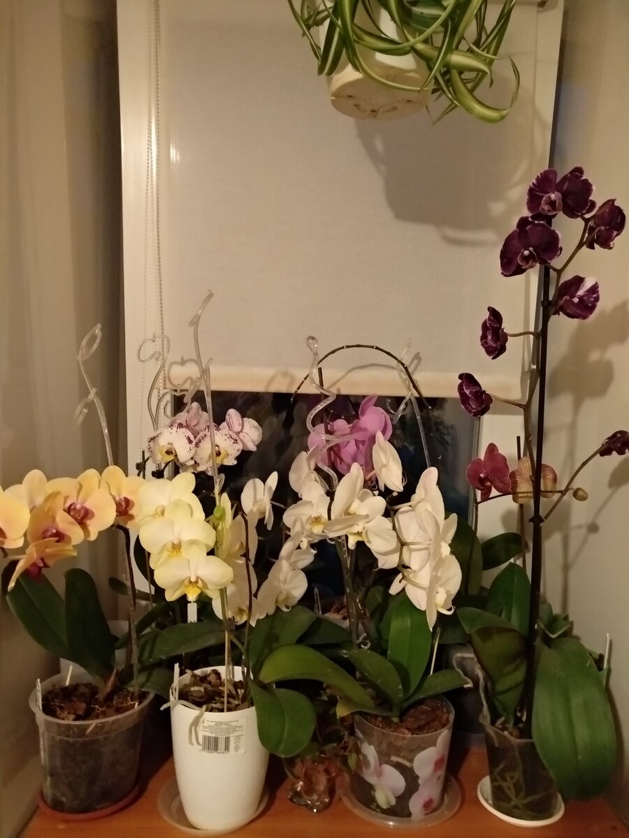 Мои фаленопсисы.