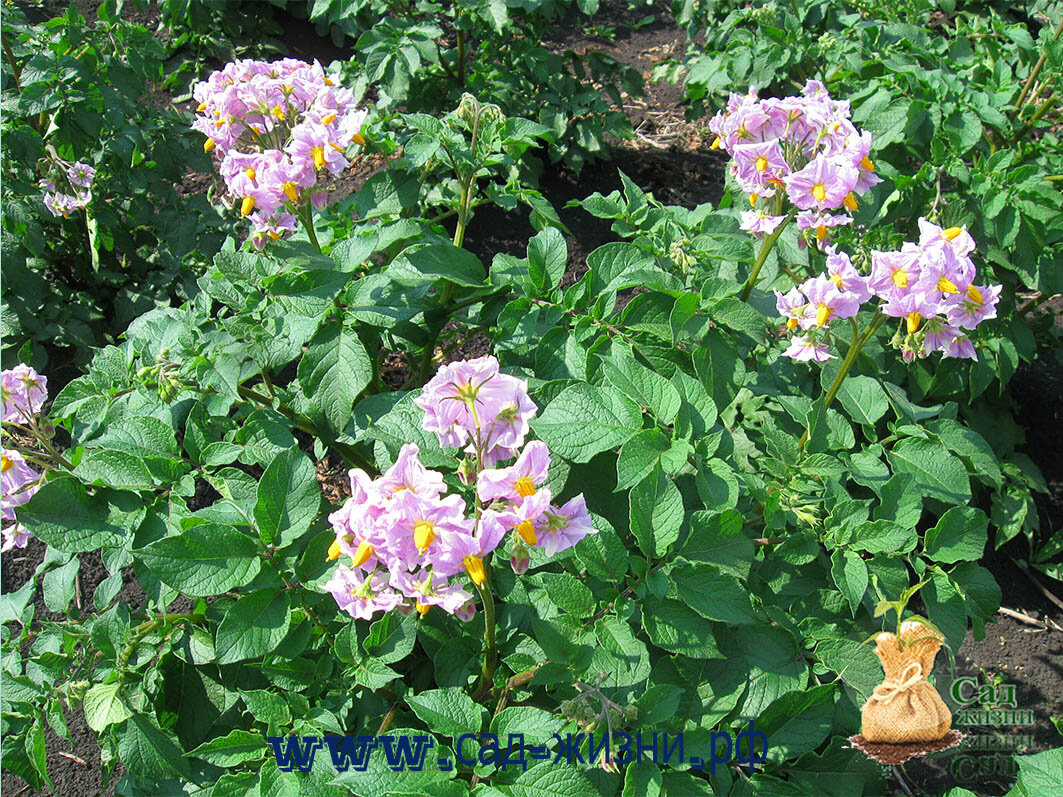 Почему чернеет картофель?