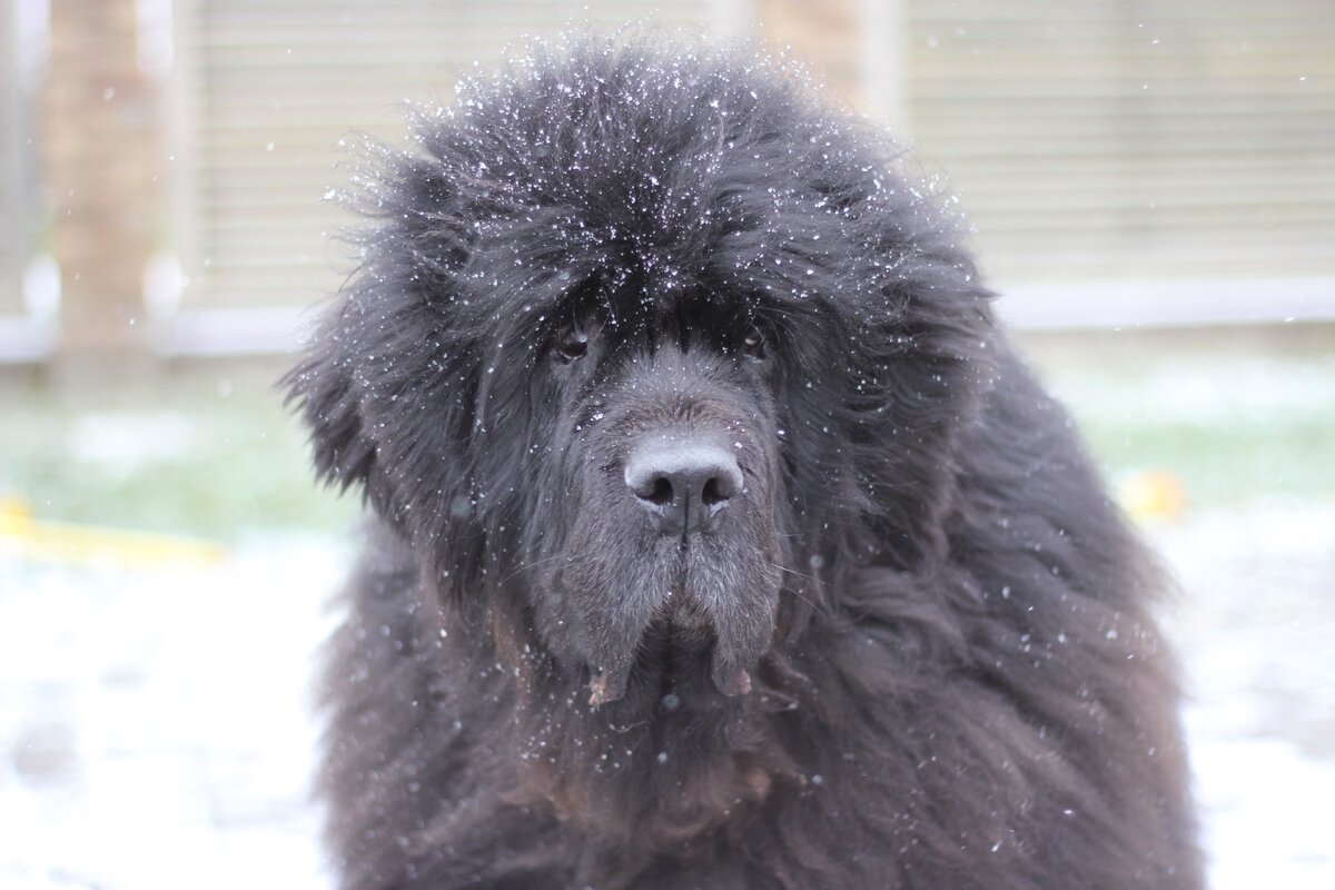 кавказская овчарка ньюфаундленд собака. собака похожая на ньюфаундленда. золотистый ньюфаундленд. собака похожая на ньюфаундленда. собака похожая на ньюфаундленда.