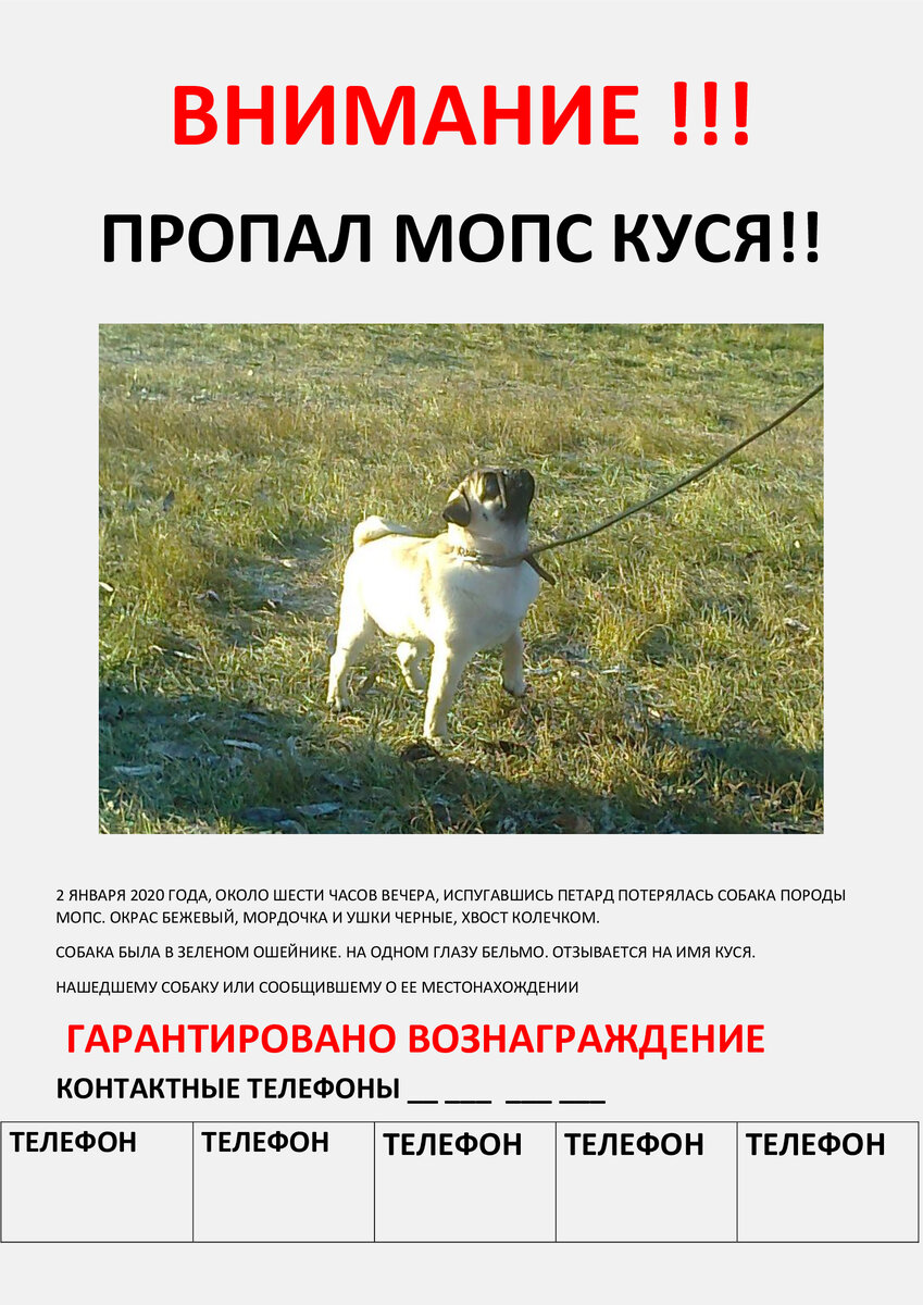 Авторское фото. Образец объявления о поиске собаки