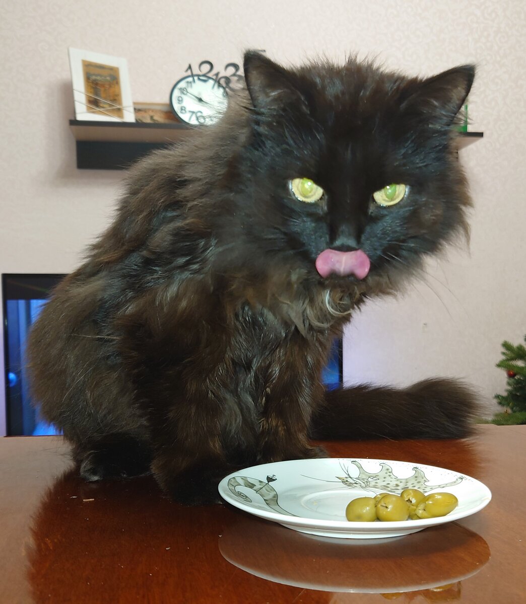 Коты любят оливки. Коты любят оливки
