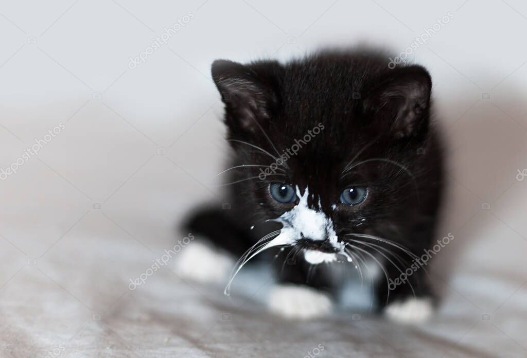 https://st3.depositphotos.com/1000167/12998/i/950/depositphotos_129985140-stock-photo-beautiful-black-and-white-kitten.jpg