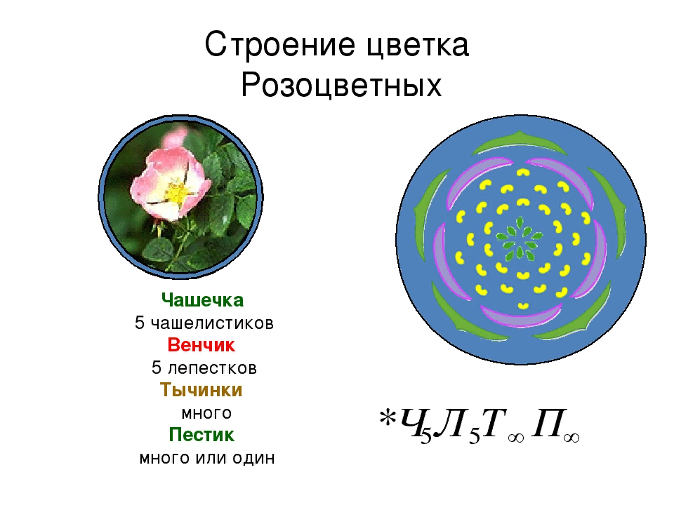 Формула цветка. Строение цветка семейства розоцветных. Розоцветные растения формула цветка. Розоцветные строение цветка формула. Цветки семейства розоцветных схема.