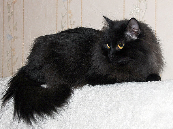 Может быть такого котика Светличная получила в подарок. Известно, что котик чёрный и знаменитость назвала его Филом