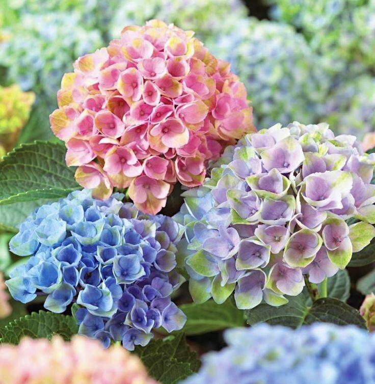 Немного заботы и ухаживания и ваши гортензии вырастут в волшебные цветы.