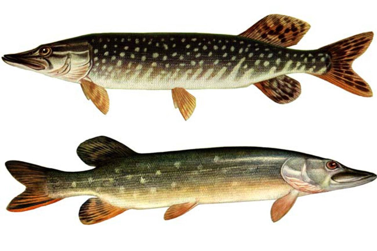 Щука, картинка с интернета