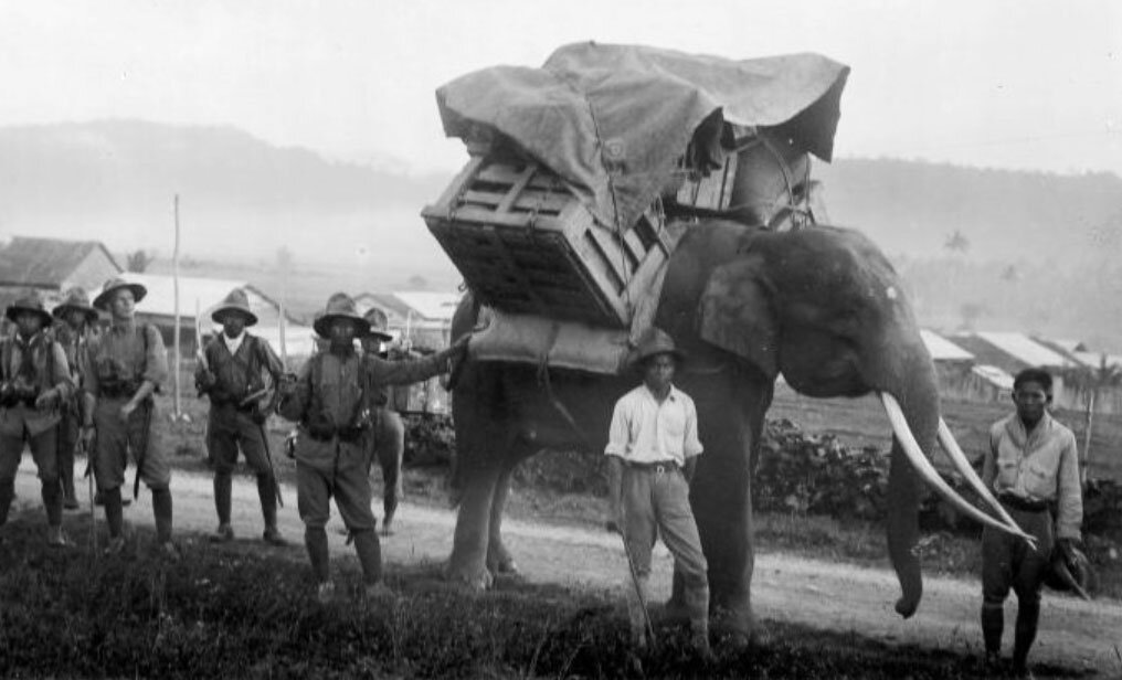 Слоны во время Второй мировой войны