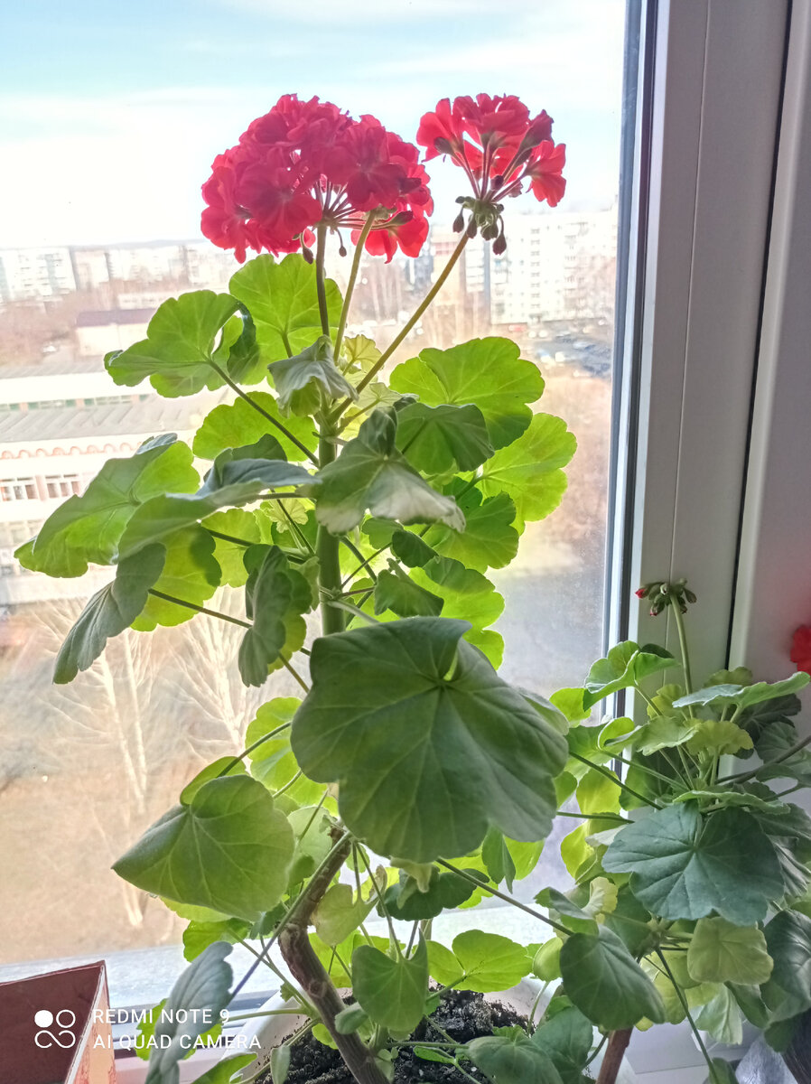 Расцвела герань