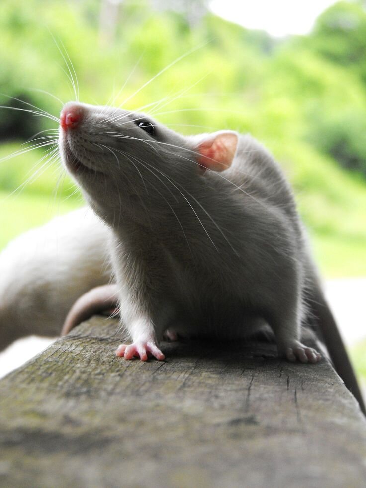 Обои с крысами. Краса животное. Зеленая миля мышонок. Желтогорлая белка. Маньчжурская белка.