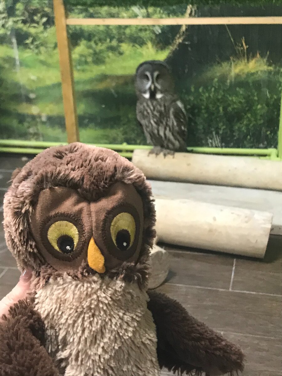 Познакомили сову Тучку с нашей Сьюзан. Оказалось, это ее любимая игрушка