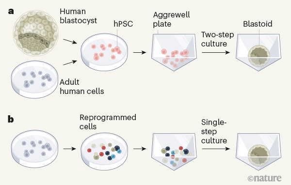 Рисунок  1. Создание бластоидов человека. Бластоцисты — это структуры,  образующиеся на ранних стадиях развития млекопитающих. Они состоят из  трёх типов клеток и дают начало эмбриону, плаценте и вспомогательной  структуре под названием желточный мешок. Две группы учёных сообщили о  методах создания бластоидов человека in vitro, которые очень похоже  моделируют бластоцисты. a) Юй и коллеги использовали плюрипотентные  стволовые клетки человека (hPSCs), которые получались либо выделением из  бластоцист человека, либо перепрограммированием взрослых клеток  человека. Авторы помещали hPSCs в трёхмерные сосуды для культивирования  от компании Aggrewell и использовали двухстадийный процесс  культивирования, чтобы вызвать образование бластоидов человека. b) В то  же время, Лю и коллеги перепрограммировали взрослые клетки человека в  такие клетки, у которых профили экспрессии генов соответствовали трём  типам клеток, встречающимся в бластоцистах (получались также некоторые  клетки неизвестного типа, что показано разными цветами). Они  использовали одностадийный процесс трёхмерного культивирования для  получения бластоида. В обоих протоколах бластоиды содержали некоторые  клетки неизвестного типа, которые не показаны.