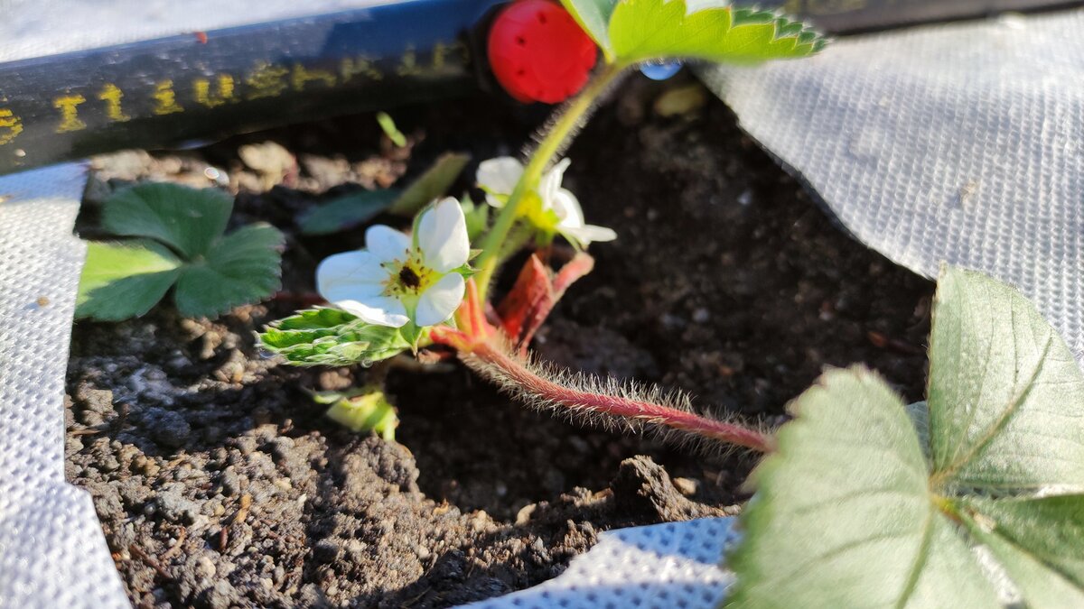 Если повезёт, через месяц будем пробовать первые ягоды.