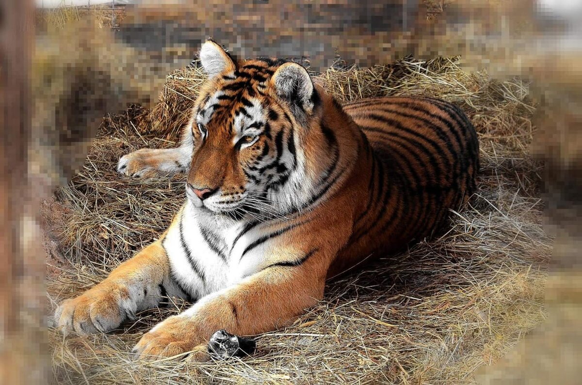 Включи тигриные истории. Тигриные истории. Тигриные истории блоггер. Cetarn story with a Tiger.
