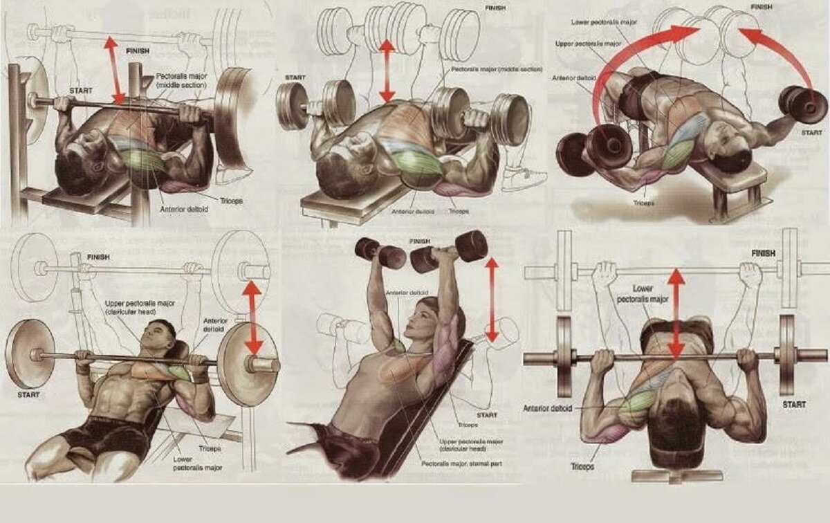 тренировка груди и спины для мужчин фото 31