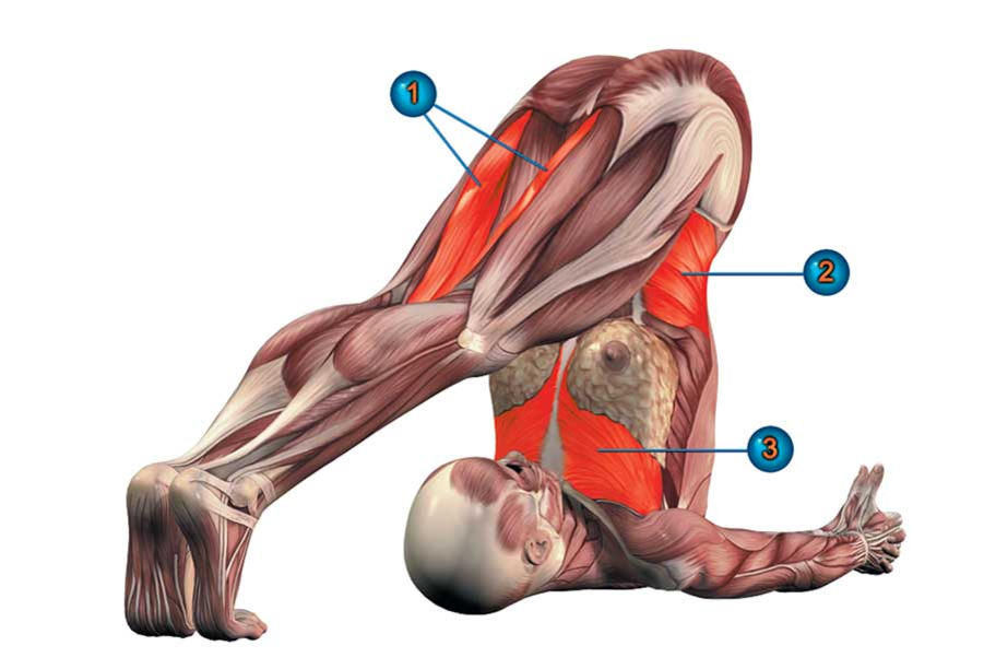 Втягиваются яички. Халасана йога анатомия. Халасана мышцы. Халасана поза плуга. Халасана поза плуга мышцы.
