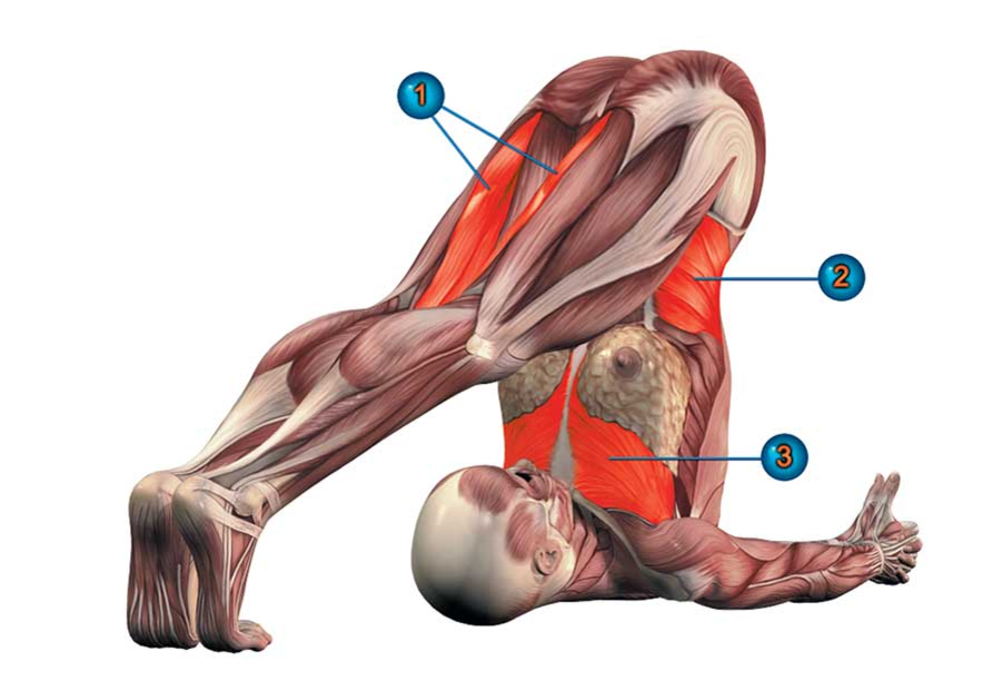 Растяжение косой мышцы. Халасана йога анатомия. Халасана мышцы. Халасана поза плуга. Ардха Навасана анатомия.