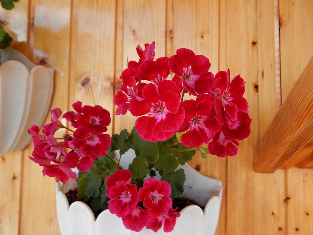 Фловер фейри вельвет