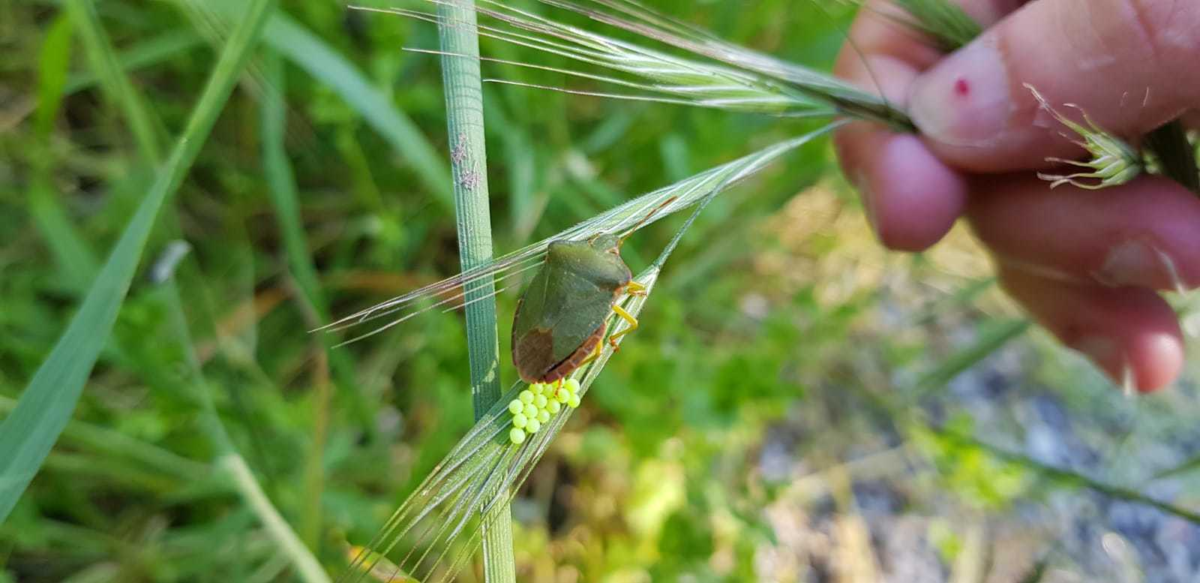 Ага, так вот кто шептуна пустил! 