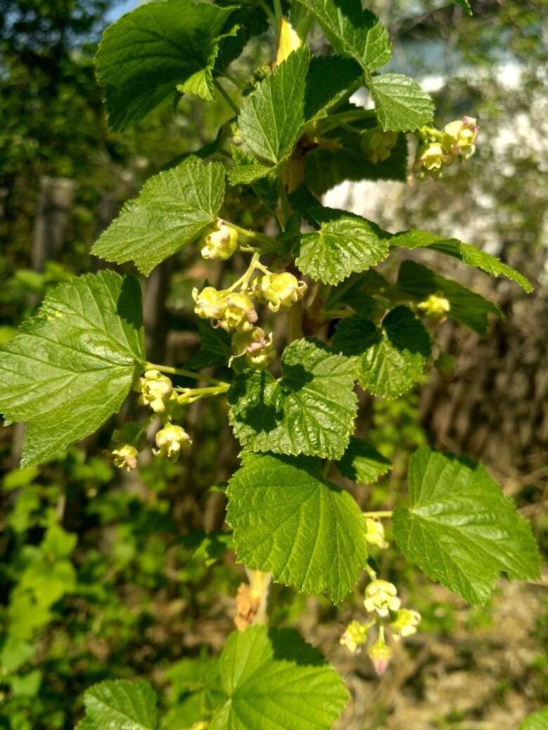 Черная смородина.