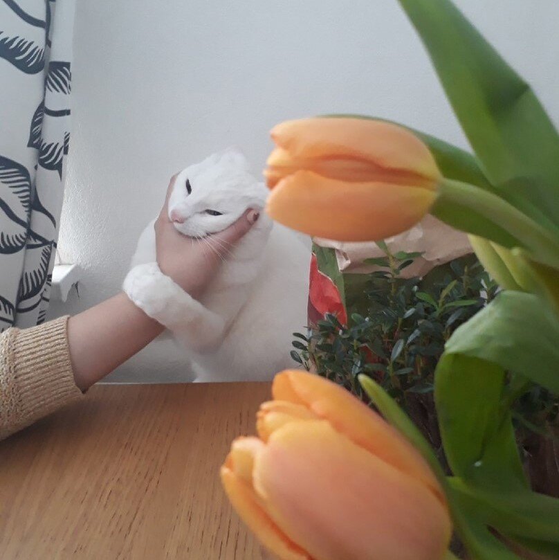 Сказал, не уйду! А ты, хозяйка, пей свой невкусный чай дальше!) Ставим лайки Юлику и подписываемся на мой канал!