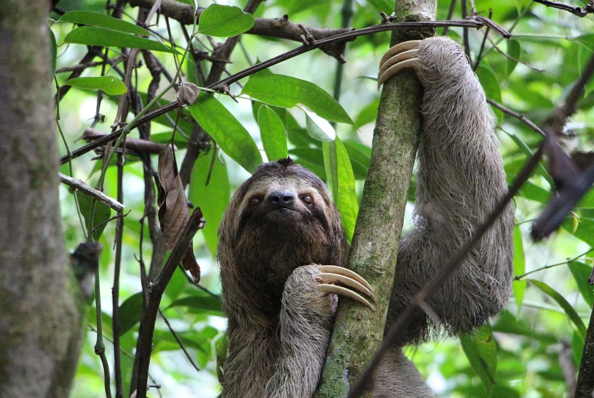 Трехпалый ленивец - удивительный зверь. Фото из свободных источников.