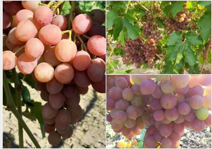 Такая разная Ливия...