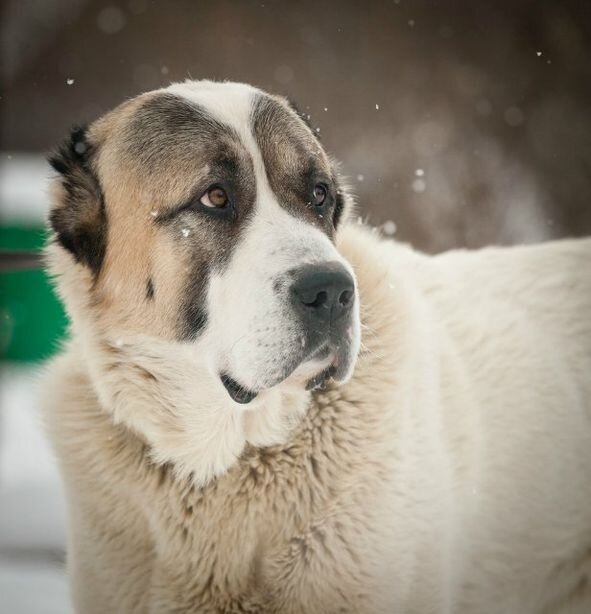 Фото из открытого доступа