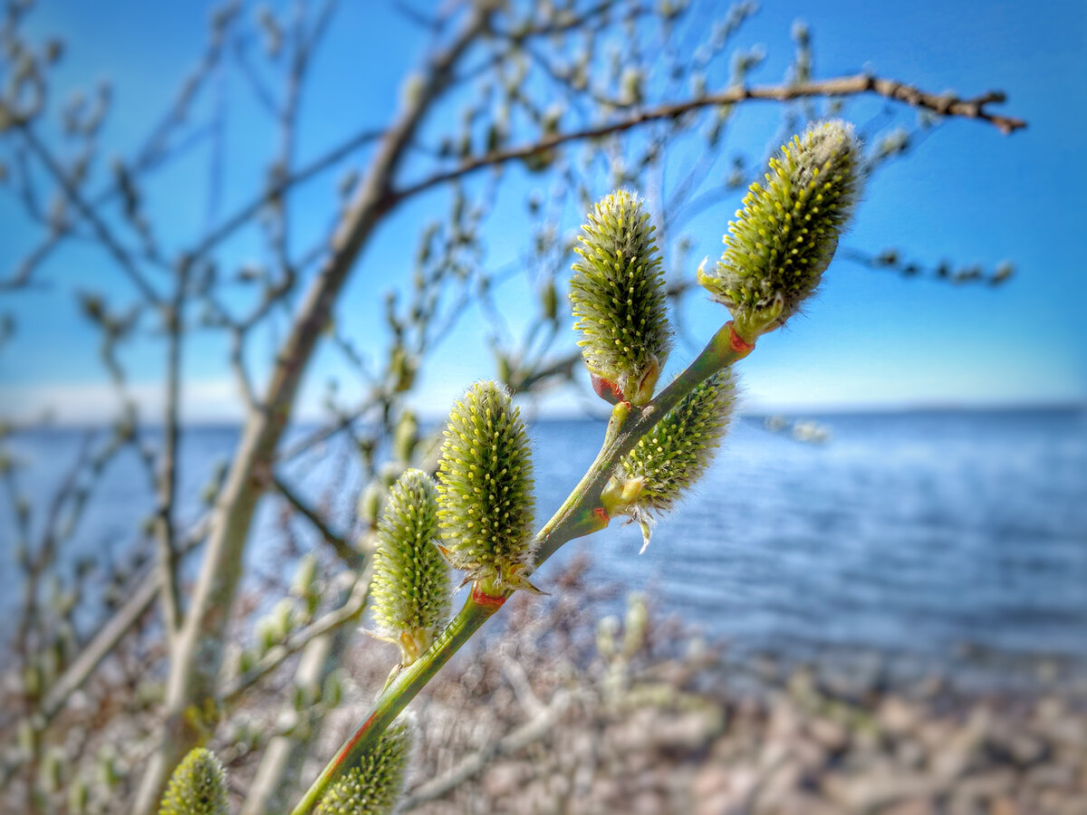 Снято на IPhone XR, обработано в Snapseed, Финский Залив  