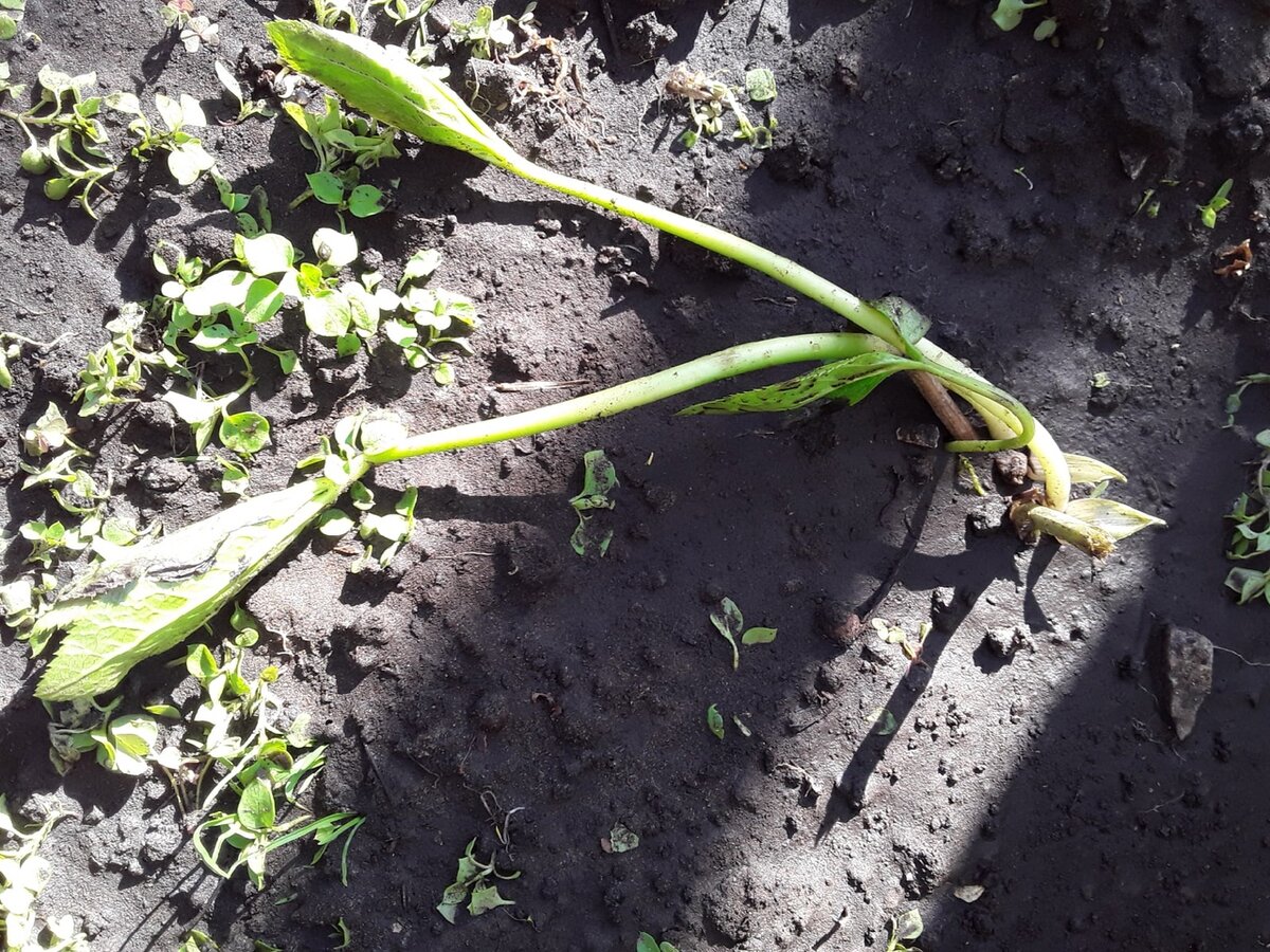 Взрослый корень стазу высадила на место