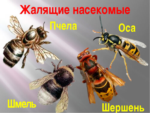 Разнообразие и отличие жалящих насекомых.