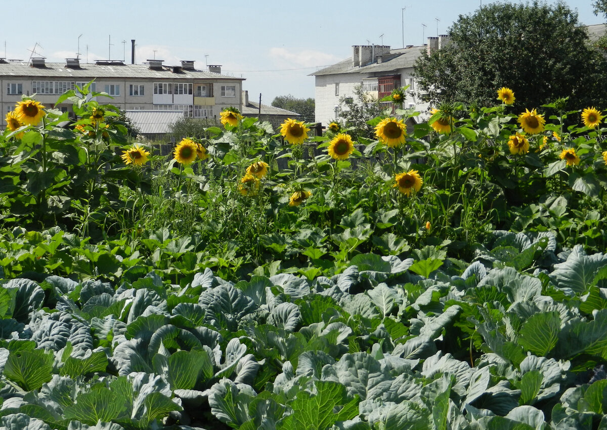 Десять лучших цветов для огорода | Home and garden | Дзен