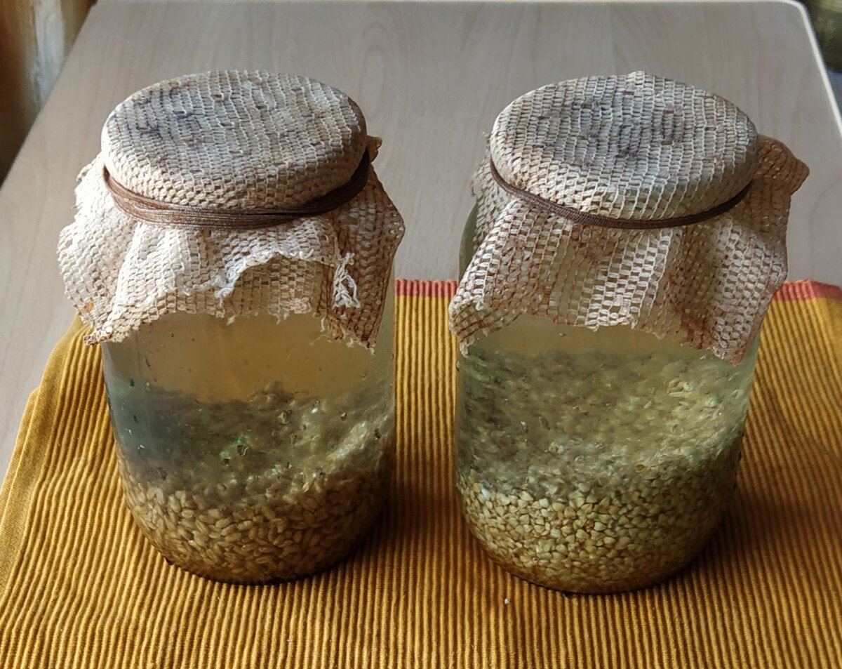 Заливаем банки с зёрнами пшеницы и зелёной гречки водой. Фото автора